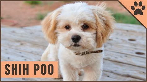 Shih Poo Perro En Español Características Y Cuidados Perros Mundo