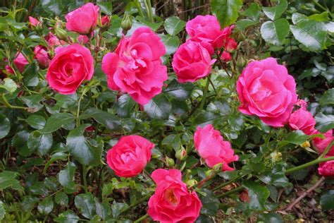 Rosa Pink Flower Carpet Noatraum Gc Ballyrobert Gardens
