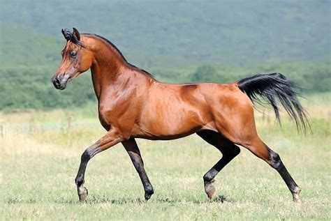 14 Most Expensive Horse Breeds In The World
