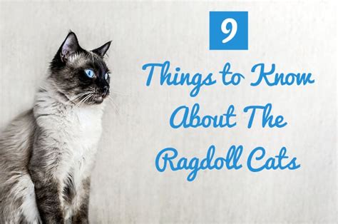 9 Things To Know About The Ragdoll Cat Catastic