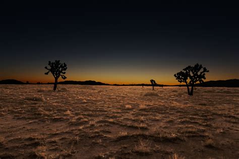 Silhouette Of Trees Over Dirt Ground With Dried Grass Under Dark Hd