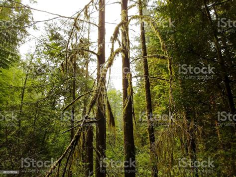 North American Rain Forest Stock Photo Download Image Now Adventure