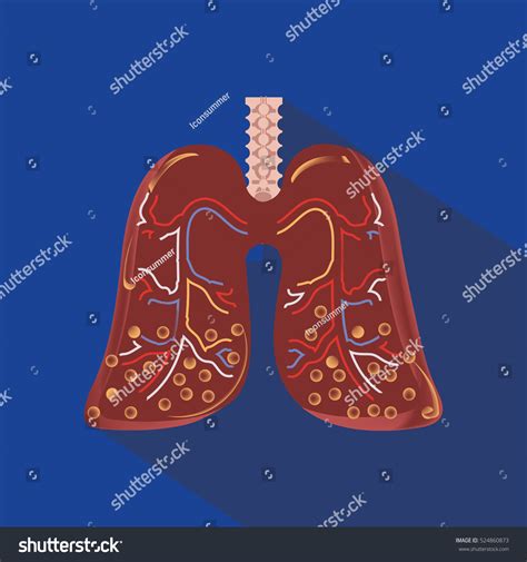 Human Lung Anatomy Diagram Stock Vector Royalty Free 524860873