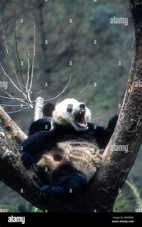 Asia China Wolong Sichuan Province Wolong China Panda Reserve