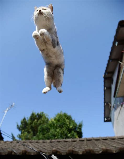 Just Some Fabulous Jumping Cats Jumping Cat Cats Cute Cats