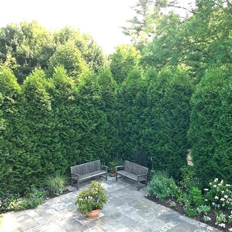 Best Privacy Trees For Small Backyard Best Privacy Trees For Backyard