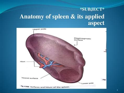 Anatomy Of Spleen And Its Applied Aspect
