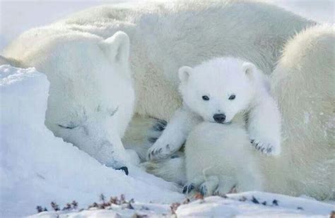 Polar Bear Cub Watching Mother Sleep Polar Bears Of The