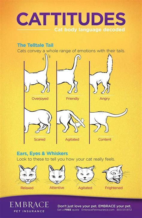 Attitudes Cat Behavior Cat Body Cat Language