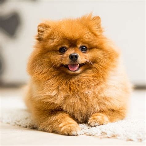Pomeranian Dog Breed Facts And Information
