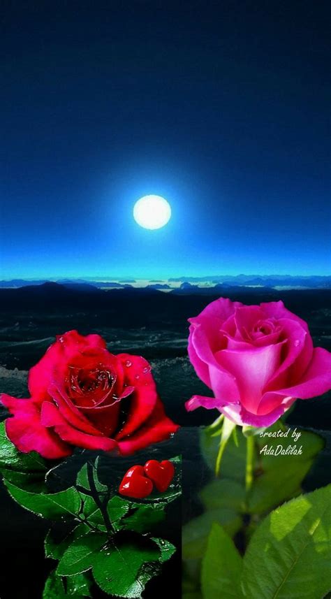 Pin By Hasan Hüseyin BekÇİ On Cuma Akşamı Mesajları Beautiful Rose
