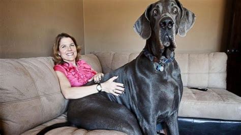 Giant George Worlds Tallest Dog Ozifun