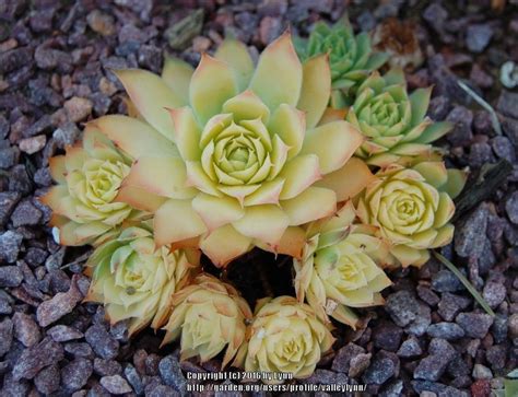 Photo Of The Entire Plant Of Hen And Chicks Sempervivum Chick Charms