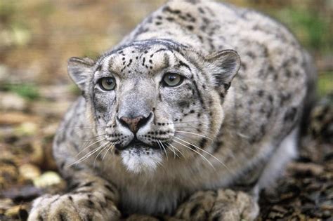 Warming Climate To Shrink Snow Leopard Habitat Upi Com