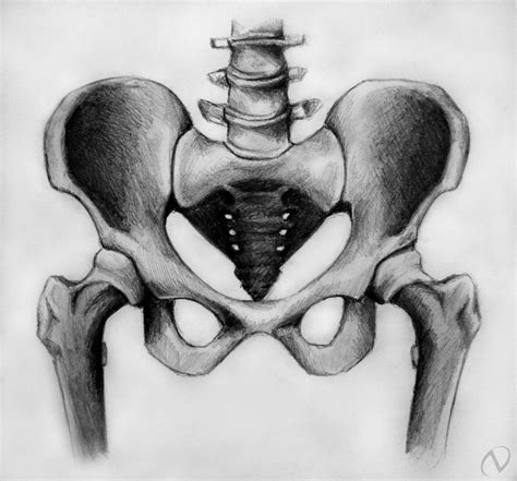 Bone Sketches Google Search Bone Drawing Drawings Skeleton Drawings