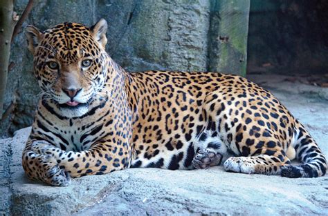 Jaguar | thought the tongue was funny, and great view of the… | Flickr