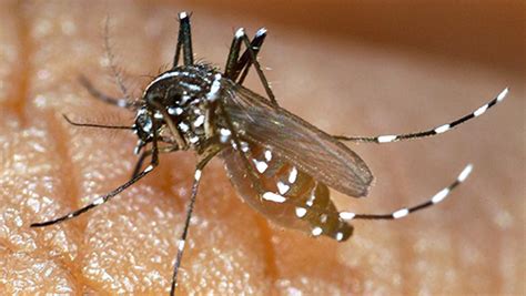 The Asian Tiger Mosquito Which Can Carry Zika Virus And Dengue Fever