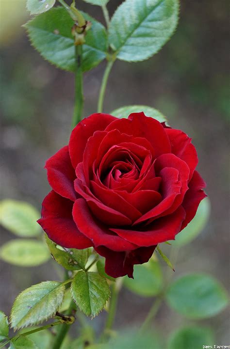 Belle Rose Rouge How To Care For Cut Roses Uk