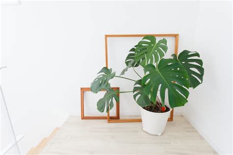 10 Trendy Houseplants Will They Survive In Your Space Hgtv
