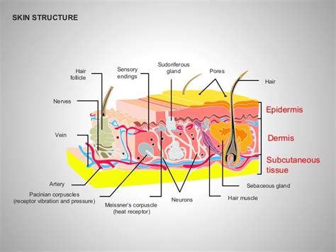 Skin Structure Diagrams