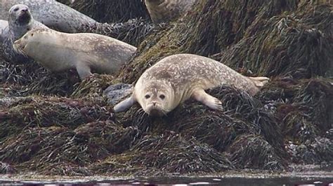 Abundance Of Marine Life Exists In The Depths Off Nova Scotias Coast