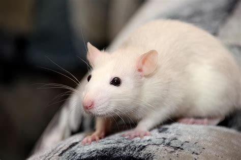 How To Tell If Your Pet Rat Is Happy 11 Signs To Look For