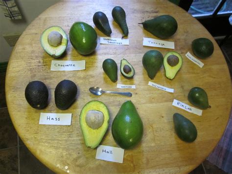 Know Your Avocado Varieties And When Theyre In Season Food Republic