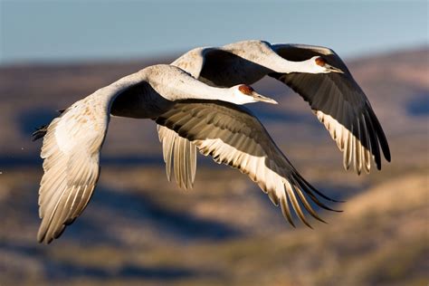 Thousands of Sandhill Cranes Are Headed for Nebraska in One of Nature's ...