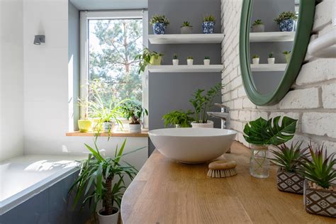 Indoor Gardening 11 Plants That Can Thrive In Your Bathroom Daily Sabah