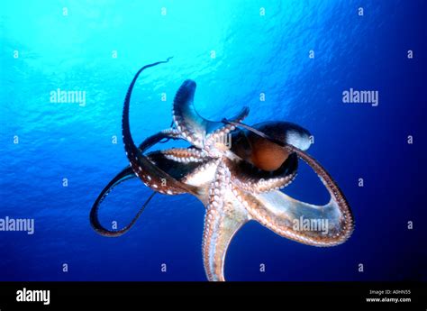 Common Day Octopus Swimming Hawaii Stock Photo Alamy