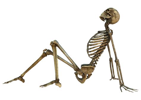 Skeleton Sitting Down Drawing