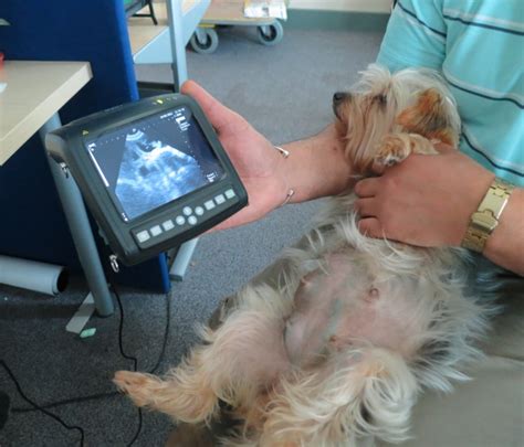 When To Scan A Pregnant Dog Pet Help Reviews Uk