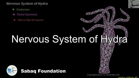 Nervous System Of Hydra Biology Lecture Sabaqpk Youtube