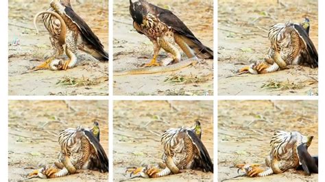 The Eagles And Deadly Snakewhen The Hunter Becomes The Hunted