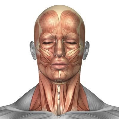 The sensory innervation of the medial surface of the auricle (back of the. Anatomy of Human Face And Neck Muscles, Front View ...
