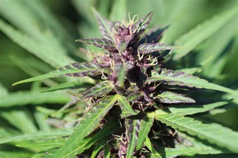 Purple Cannabis Strains Amsterdam Genetics