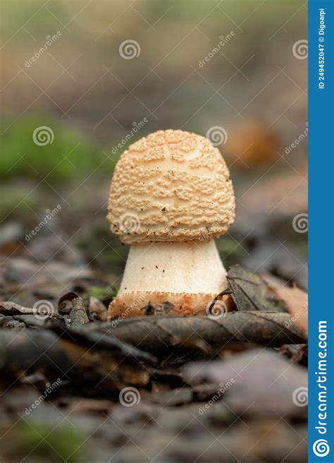 Edible Blusher Fungi Amanita Rubescens Stock Image Image Of Mushroom