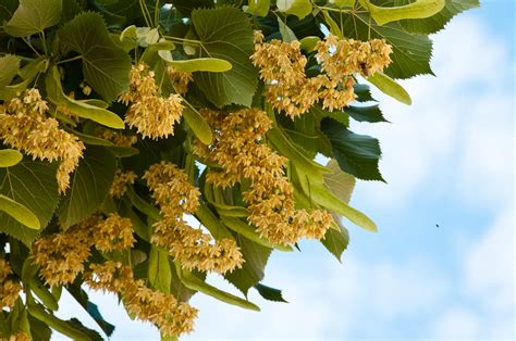 The Sweet Scent Of The Linden Trees