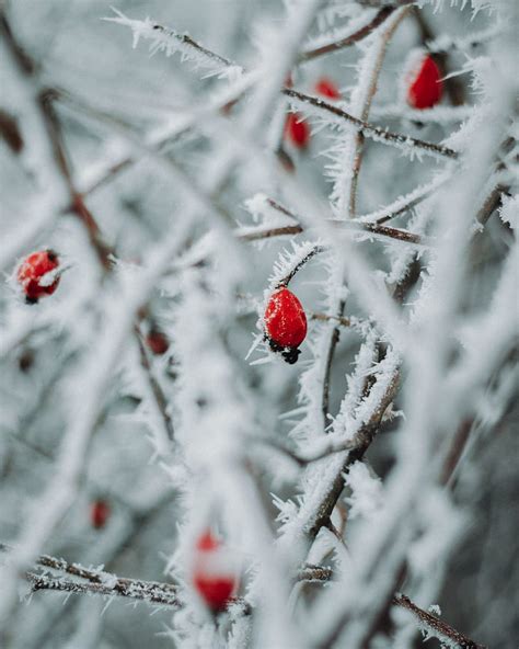 Branches Berries Ice Macro Winter Hd Phone Wallpaper Peakpx