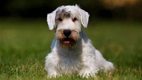 Sealyham Terrier Price Temperament Life Span