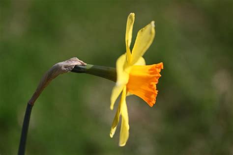 Daffodil Face The Sun Fi Flickr
