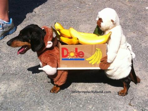 Two Dogs Dressed Up As Bananas And A Dog In A Box