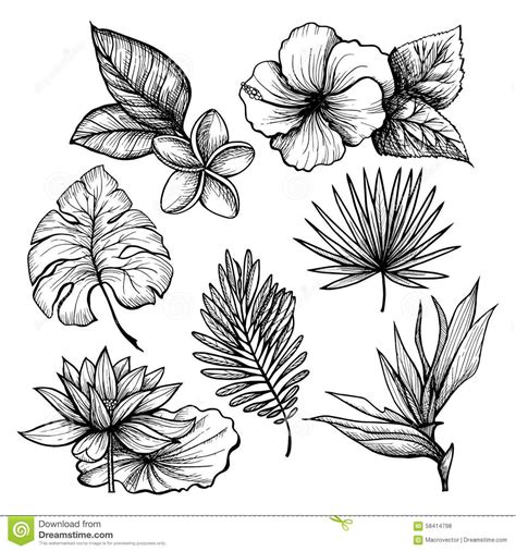 How To Draw Tropical Leaves Tropical Leaves Drawing Free Download