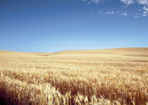Classic Kansas Field Waving Wheat Free Photo Rawpixel