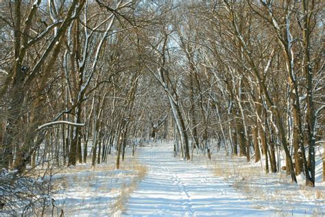 Snowy Path In Woods Stock Image Image Of Walk Forest 1817227