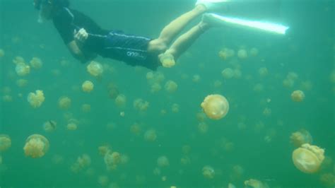 Take A Virtual Dip In Palaus Famous Jellyfish Lake