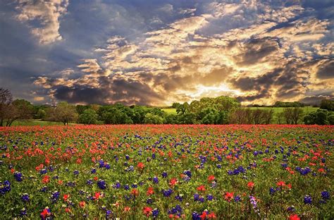 Texas Wildflowers Under Sunset Skies Photograph By Lynn Bauer Fine