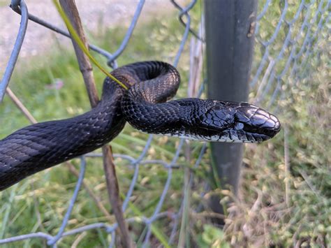 One Eyed Black Rat Snake In Western North Carolina Rherpetology