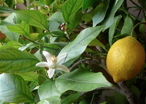 Lemons The Daily Garden