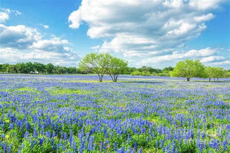 Texas Bluebonnets With Mesquite Photograph By Bee Creek Photography